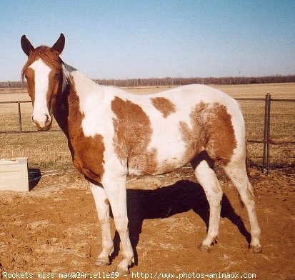 Photo de Paint horse