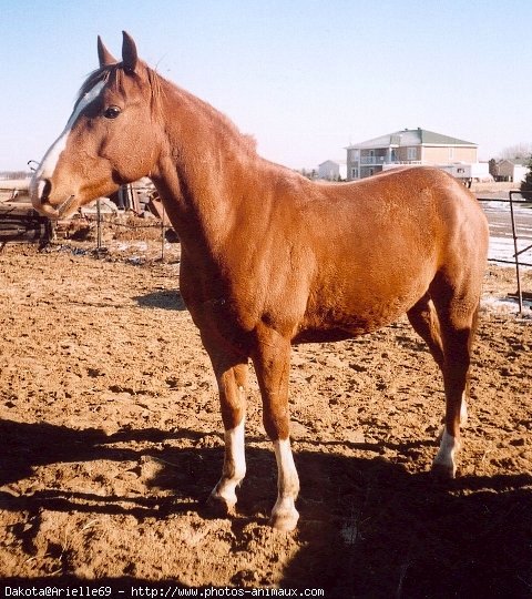 Photo de Quarter horse