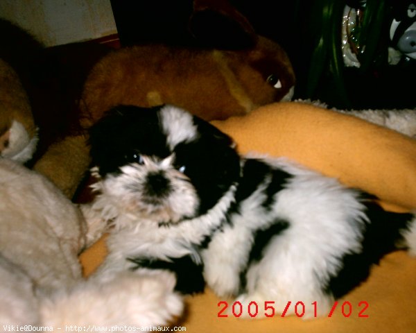 Photo de Shih tzu