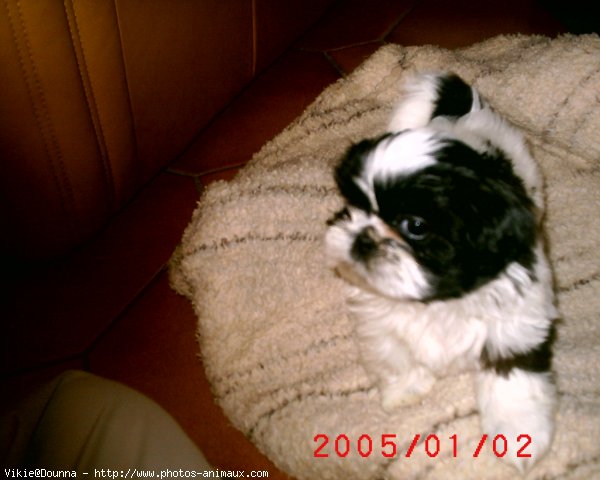 Photo de Shih tzu