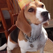 Photo de Beagle