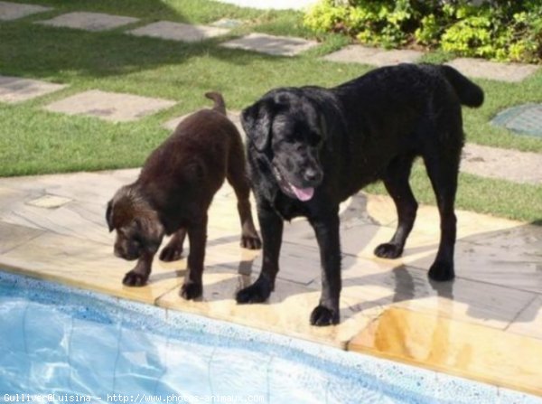 Photo de Labrador retriever