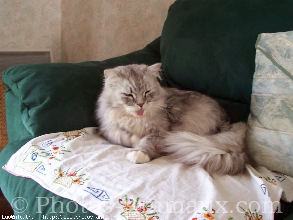 Photo de British longhair