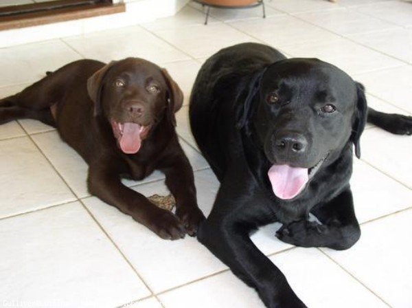 Photo de Labrador retriever