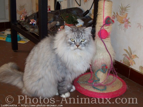 Photo de British longhair