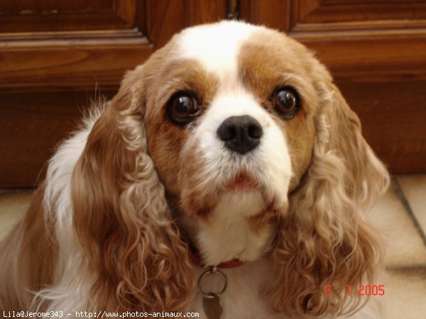 Photo de Cavalier king charles spaniel