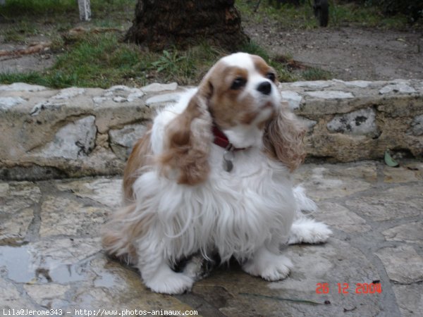 Photo de Cavalier king charles spaniel