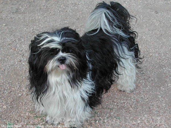 Photo de Shih tzu