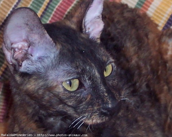 Photo de Cornish rex