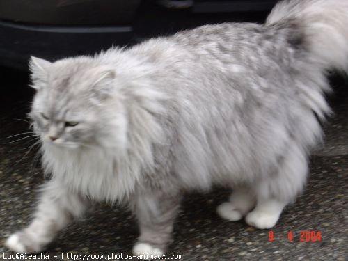 Photo de British longhair