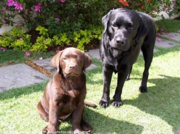 Photo de Labrador retriever