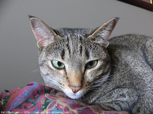 Photo d'Ocicat