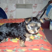 Photo de Yorkshire terrier