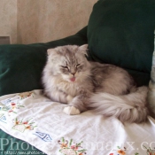 Photo de British longhair