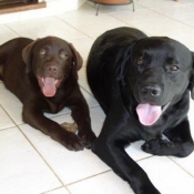 Photo de Labrador retriever