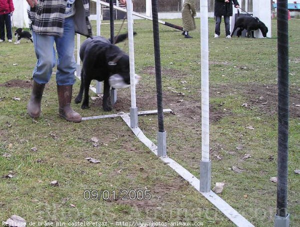 Photo de Labrador retriever