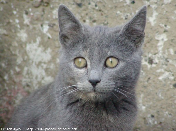 Photo de Chat domestique