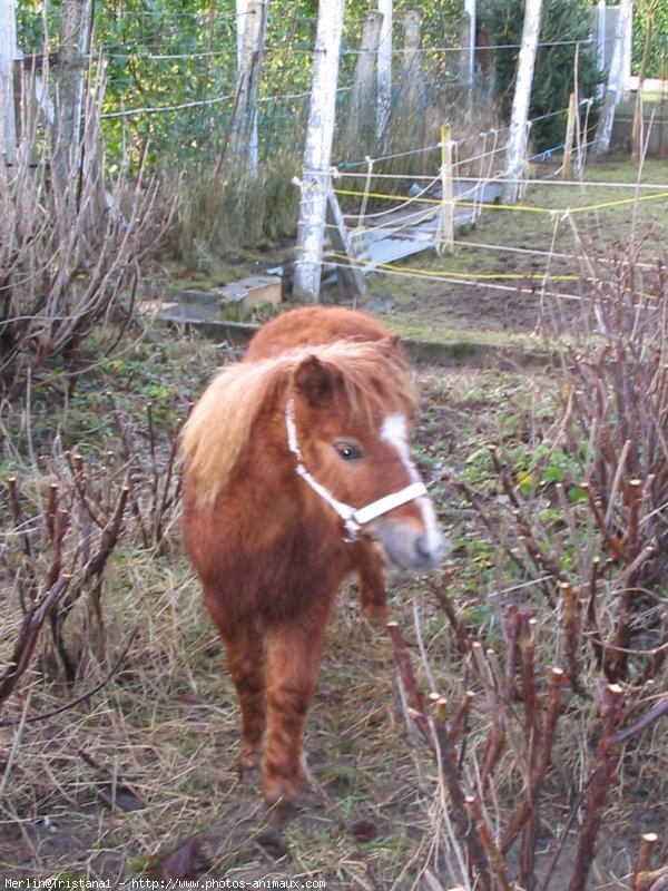 Photo de Shetland