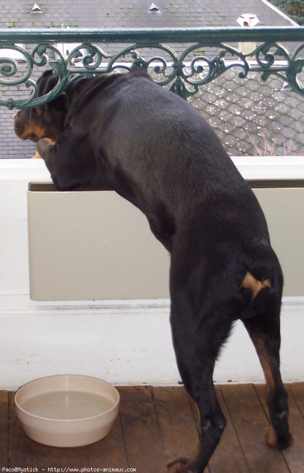 Photo de Rottweiler