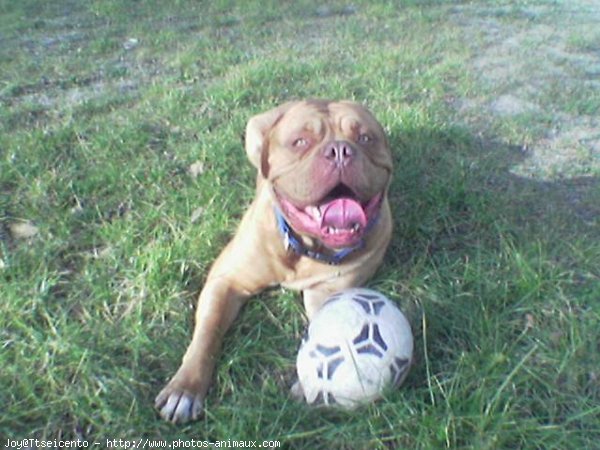 Photo de Dogue de bordeaux