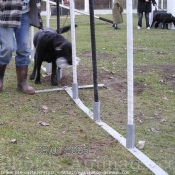 Photo de Labrador retriever