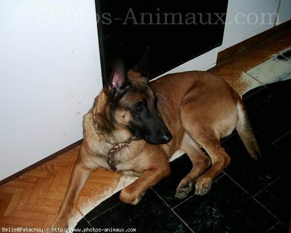 Photo de Berger belge malinois