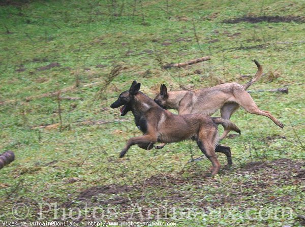 Photo de Berger belge malinois