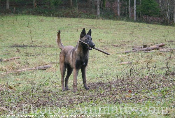 Photo de Berger belge malinois