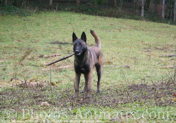 Photo de Berger belge malinois