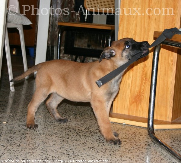 Photo de Berger belge malinois