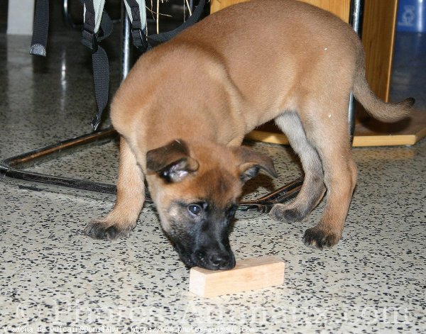 Photo de Berger belge malinois