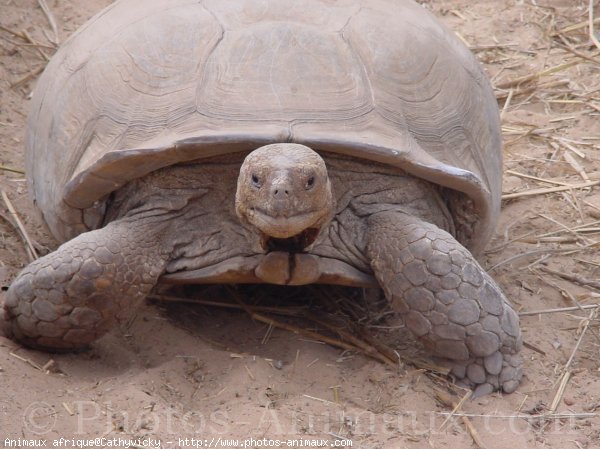 Photo de Tortue