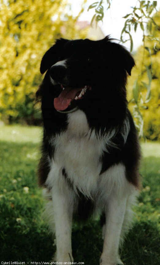 Photo de Border collie