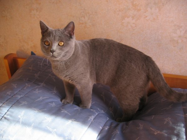 Photo de British shorthair