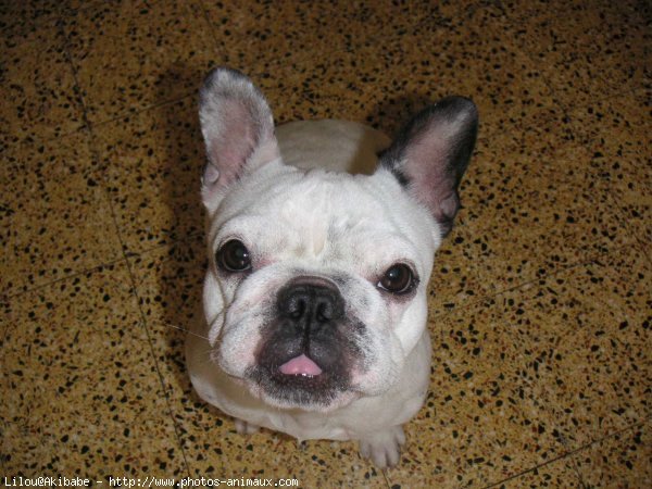 Photo de Bouledogue franais