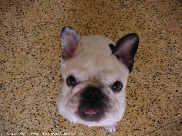 Photo de Bouledogue franais