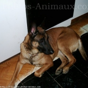 Photo de Berger belge malinois