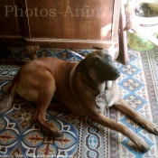 Photo de Berger belge malinois