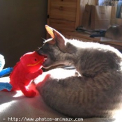 Photo de Cornish rex