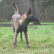 Photo de Berger belge malinois