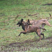 Photo de Berger belge malinois