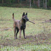 Photo de Berger belge malinois