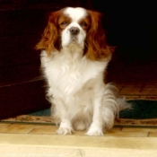 Photo de Cavalier king charles spaniel