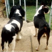 Photo de Cavalier king charles spaniel