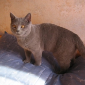 Photo de British shorthair