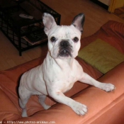 Photo de Bouledogue franais