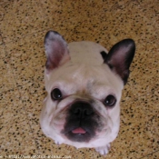 Photo de Bouledogue franais