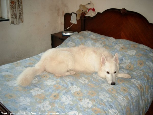 Photo de Berger blanc suisse