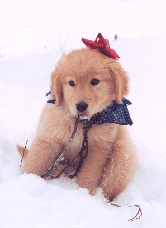 Photo de Golden retriever