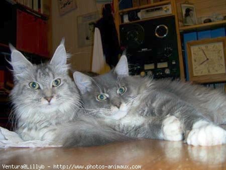 Photo de Maine coon